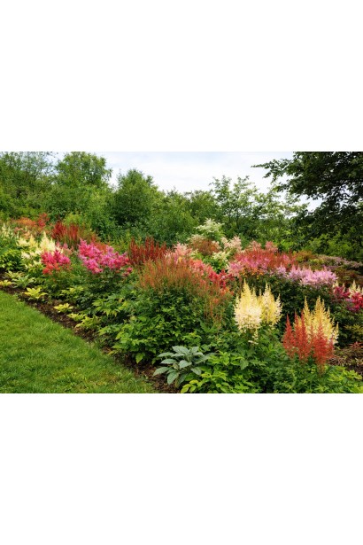 Астильба Каттлея використання